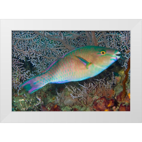 Indonesia, Raja Ampat Chameleon parrotfish White Modern Wood Framed Art Print by Shimlock, Jones