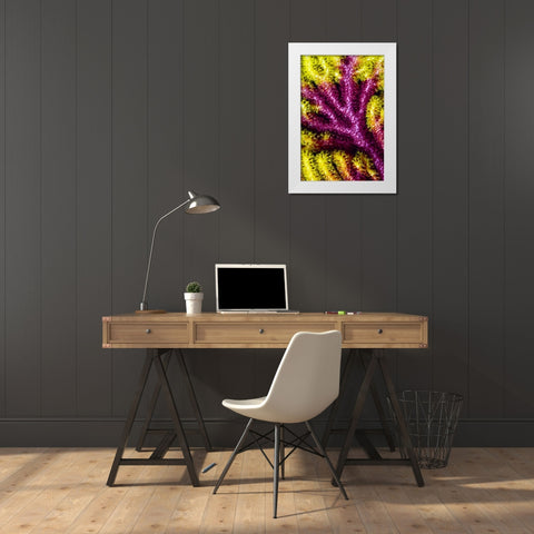 Sea fan coral, Misool, Indonesia White Modern Wood Framed Art Print by Shimlock, Jones