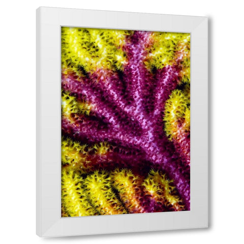 Sea fan coral, Misool, Indonesia White Modern Wood Framed Art Print by Shimlock, Jones