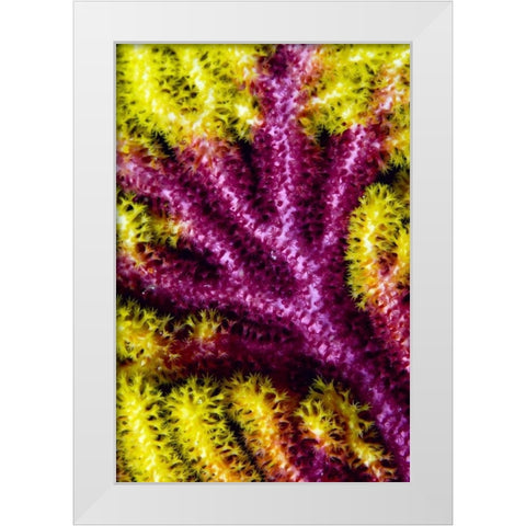 Sea fan coral, Misool, Indonesia White Modern Wood Framed Art Print by Shimlock, Jones