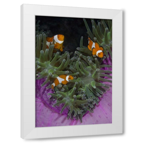Indonesia Three clownfish swim among anemone White Modern Wood Framed Art Print by Shimlock, Jones