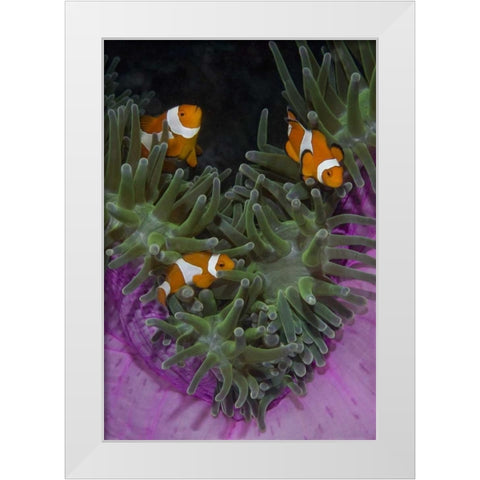 Indonesia Three clownfish swim among anemone White Modern Wood Framed Art Print by Shimlock, Jones