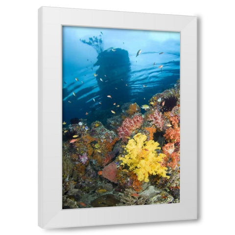 Indonesia, Misool, Boo Islands Reef scenic White Modern Wood Framed Art Print by Shimlock, Jones
