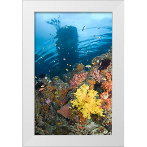 Indonesia, Misool, Boo Islands Reef scenic White Modern Wood Framed Art Print by Shimlock, Jones