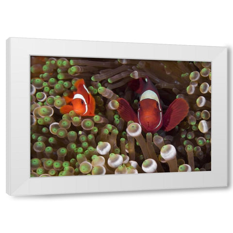 Two Clownfish among anemone tentacles, Indonesia White Modern Wood Framed Art Print by Shimlock, Jones