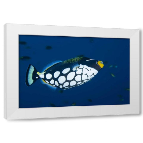 Indonesia, Raja Ampat Clown triggerfish White Modern Wood Framed Art Print by Shimlock, Jones