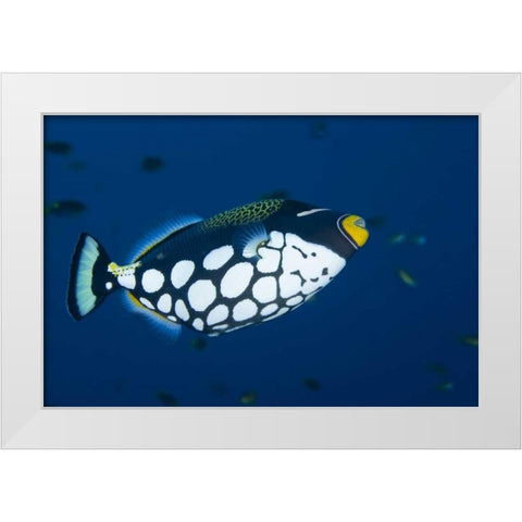 Indonesia, Raja Ampat Clown triggerfish White Modern Wood Framed Art Print by Shimlock, Jones