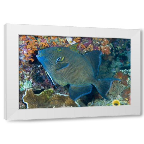Indonesia Cleaner wrasse fish on coral reef White Modern Wood Framed Art Print by Shimlock, Jones