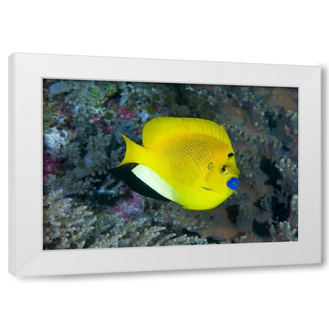 Indonesia Three spot angelfish swims amid coral White Modern Wood Framed Art Print by Shimlock, Jones