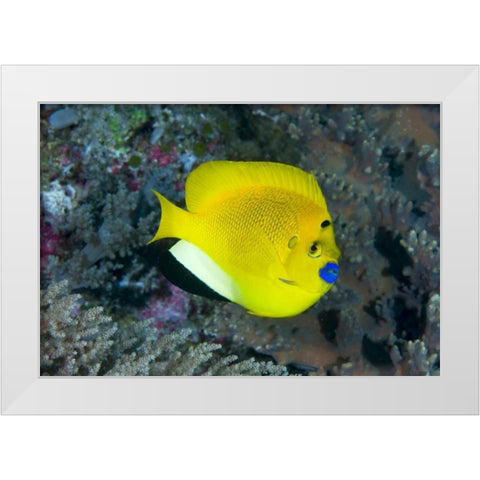 Indonesia Three spot angelfish swims amid coral White Modern Wood Framed Art Print by Shimlock, Jones