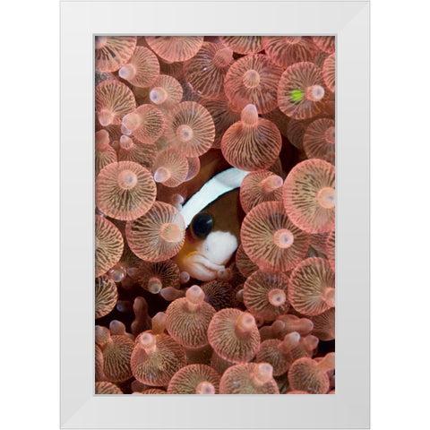 Indonesia A Clarks anemonefish peeking out White Modern Wood Framed Art Print by Shimlock, Jones
