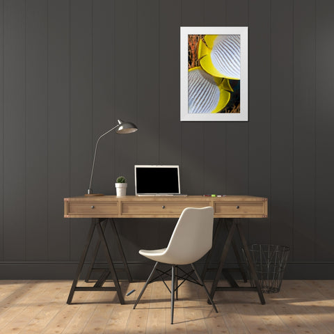 Indonesia The back halves of two butterflyfish White Modern Wood Framed Art Print by Shimlock, Jones