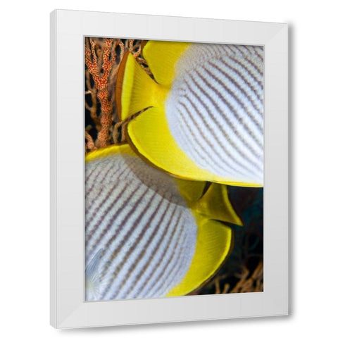 Indonesia The back halves of two butterflyfish White Modern Wood Framed Art Print by Shimlock, Jones
