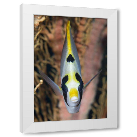 Indonesia, Raja Ampat Masked butterflyfish White Modern Wood Framed Art Print by Shimlock, Jones
