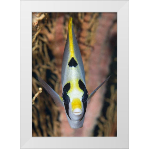 Indonesia, Raja Ampat Masked butterflyfish White Modern Wood Framed Art Print by Shimlock, Jones