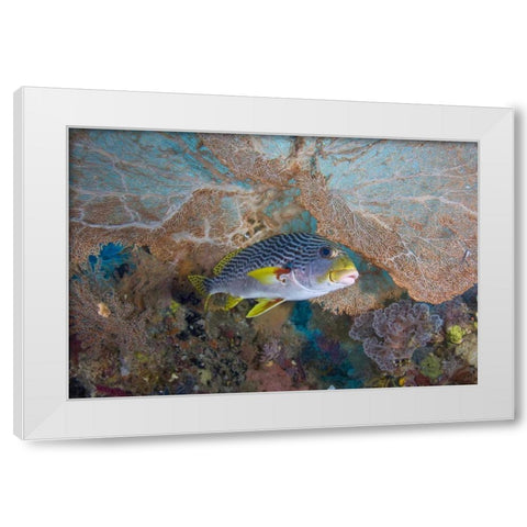 Indonesia Lined sweetlip fish and sea fan coral White Modern Wood Framed Art Print by Shimlock, Jones