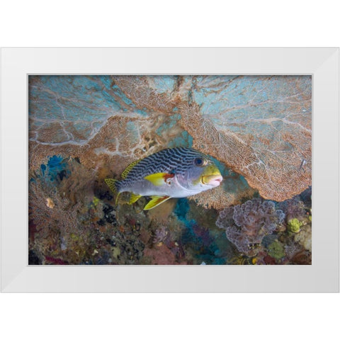Indonesia Lined sweetlip fish and sea fan coral White Modern Wood Framed Art Print by Shimlock, Jones