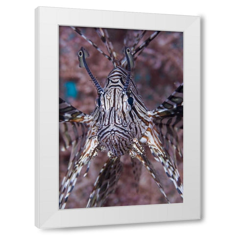 Poisonous Red lionfish, Raja Ampat, Indonesia White Modern Wood Framed Art Print by Shimlock, Jones