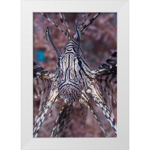 Poisonous Red lionfish, Raja Ampat, Indonesia White Modern Wood Framed Art Print by Shimlock, Jones