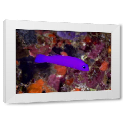 Indonesia, Raja Ampat A magenta dottyback fish White Modern Wood Framed Art Print by Shimlock, Jones