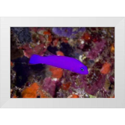 Indonesia, Raja Ampat A magenta dottyback fish White Modern Wood Framed Art Print by Shimlock, Jones