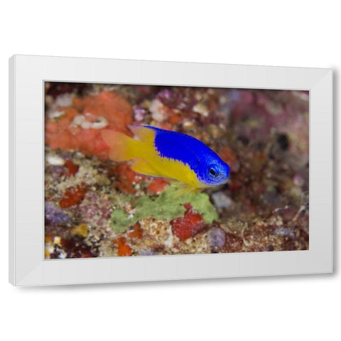 Indonesia Damselfish swims among coral reef White Modern Wood Framed Art Print by Shimlock, Jones