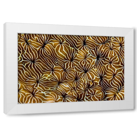 Abstract of hard coral, Raja Ampat, Indonesia White Modern Wood Framed Art Print by Shimlock, Jones