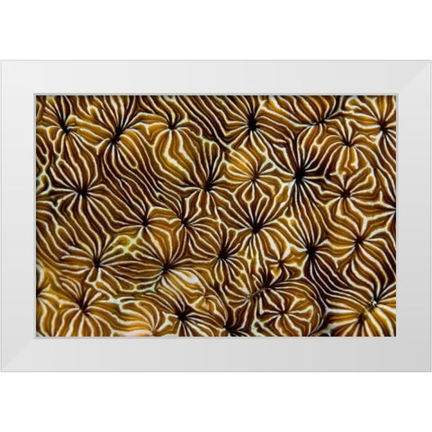 Abstract of hard coral, Raja Ampat, Indonesia White Modern Wood Framed Art Print by Shimlock, Jones
