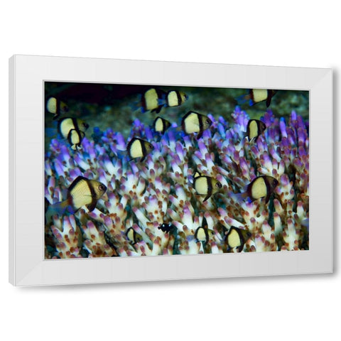 Indonesia Humbug fish in acropora coral colony White Modern Wood Framed Art Print by Shimlock, Jones