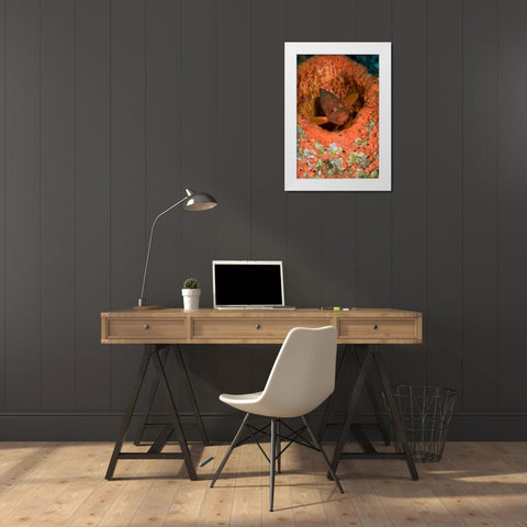 Indonesia, Raja Ampat Coral trout hides in coral White Modern Wood Framed Art Print by Shimlock, Jones