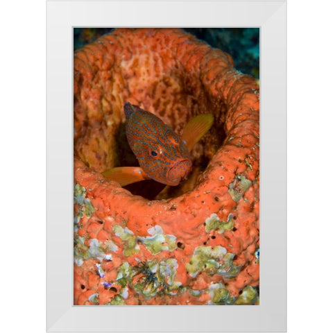 Indonesia, Raja Ampat Coral trout hides in coral White Modern Wood Framed Art Print by Shimlock, Jones