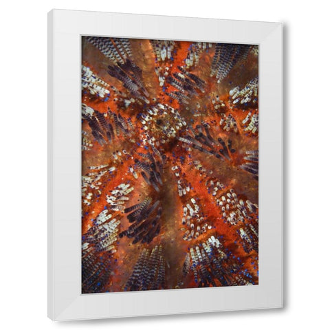 Indonesia, Raja Ampat Overview of sea urchin White Modern Wood Framed Art Print by Shimlock, Jones