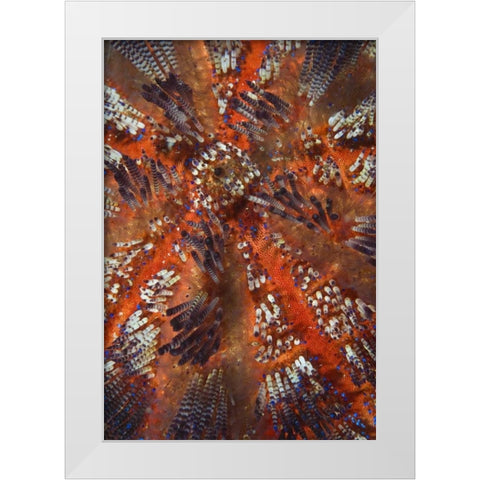 Indonesia, Raja Ampat Overview of sea urchin White Modern Wood Framed Art Print by Shimlock, Jones