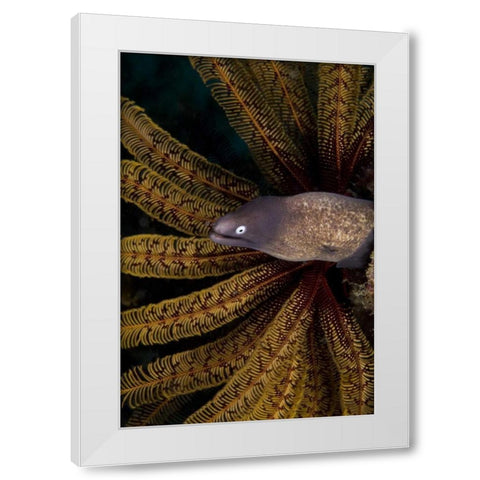 Indonesia A white-eye moray eel by coral White Modern Wood Framed Art Print by Shimlock, Jones