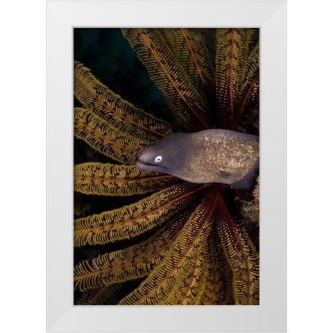 Indonesia A white-eye moray eel by coral White Modern Wood Framed Art Print by Shimlock, Jones