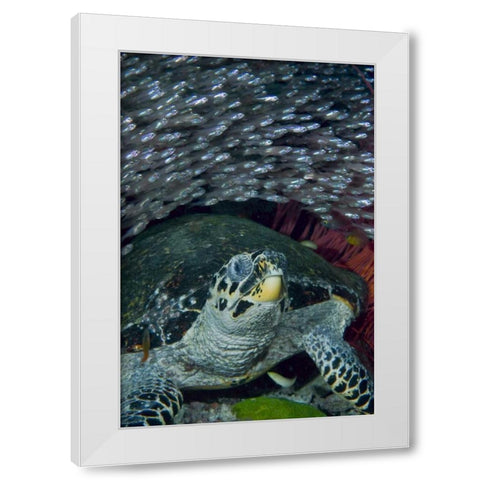 Indonesia Glassfish swim with a hawksbill turtle White Modern Wood Framed Art Print by Shimlock, Jones