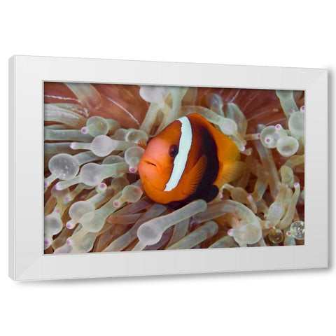 Anemonefish among poisonous tentacles, Indonesia White Modern Wood Framed Art Print by Shimlock, Jones