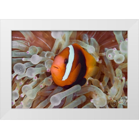 Anemonefish among poisonous tentacles, Indonesia White Modern Wood Framed Art Print by Shimlock, Jones