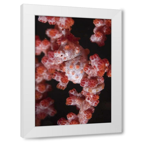 Indonesia A pygmy seahorse camouflage on coral White Modern Wood Framed Art Print by Shimlock, Jones