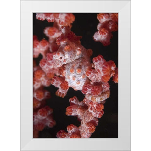 Indonesia A pygmy seahorse camouflage on coral White Modern Wood Framed Art Print by Shimlock, Jones