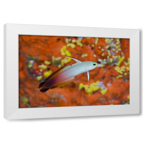 Indonesia, Raja Ampat A fire goby and coral White Modern Wood Framed Art Print by Shimlock, Jones