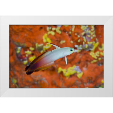 Indonesia, Raja Ampat A fire goby and coral White Modern Wood Framed Art Print by Shimlock, Jones