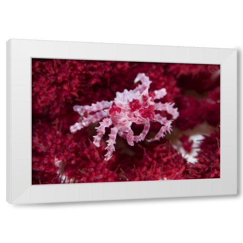 Indonesia Decorator crab on oft corals White Modern Wood Framed Art Print by Shimlock, Jones