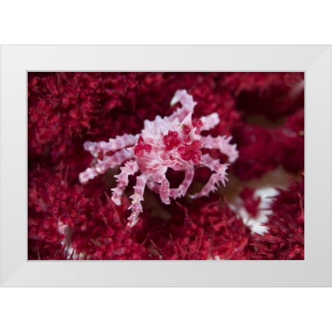 Indonesia Decorator crab on oft corals White Modern Wood Framed Art Print by Shimlock, Jones