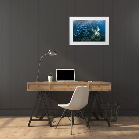 Indonesia Schooling fish in the Dampier Strait White Modern Wood Framed Art Print by Shimlock, Jones