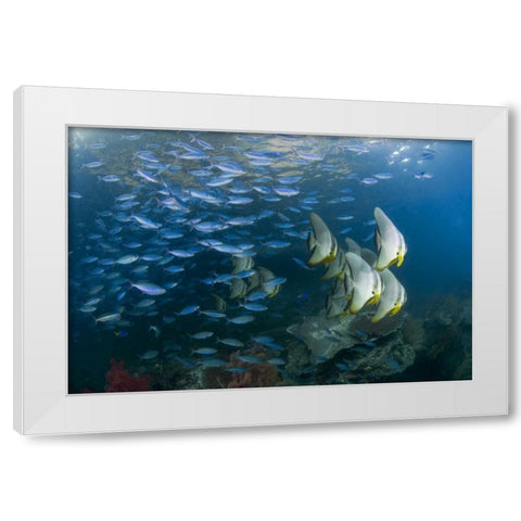 Indonesia Schooling fish in the Dampier Strait White Modern Wood Framed Art Print by Shimlock, Jones