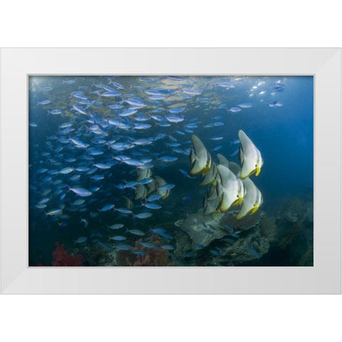 Indonesia Schooling fish in the Dampier Strait White Modern Wood Framed Art Print by Shimlock, Jones