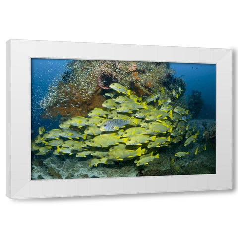 Indonesia Sweetlip fish swim past coral reef White Modern Wood Framed Art Print by Shimlock, Jones