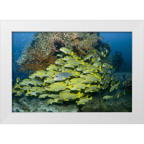Indonesia Sweetlip fish swim past coral reef White Modern Wood Framed Art Print by Shimlock, Jones