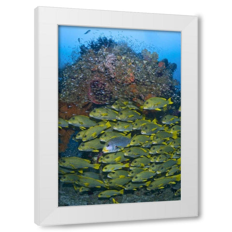 Ribboned sweetlips swimming past coral, Indonesia White Modern Wood Framed Art Print by Shimlock, Jones
